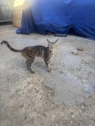 Found/Stray Unknown Cat last seen Valerio st North Hollywood, Los Angeles, CA 91605