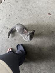 Found/Stray Male Cat last seen Douglas rd, Stockton, CA 95207