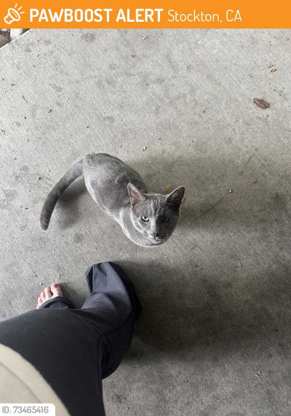Found/Stray Male Cat last seen Douglas rd, Stockton, CA 95207