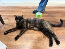 Lost Female Cat last seen Near tall pines dr houston texas 77088, Houston, TX 77088