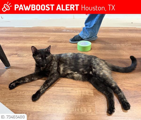 Lost Female Cat last seen Near tall pines dr houston texas 77088, Houston, TX 77088