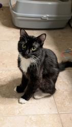 Found/Stray Male Cat last seen Campbell & HW75, Richardson, TX 75081