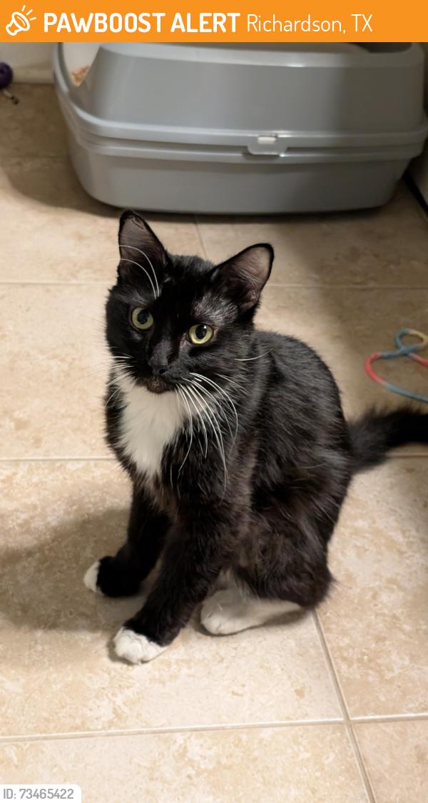 Found/Stray Male Cat last seen Campbell & HW75, Richardson, TX 75081