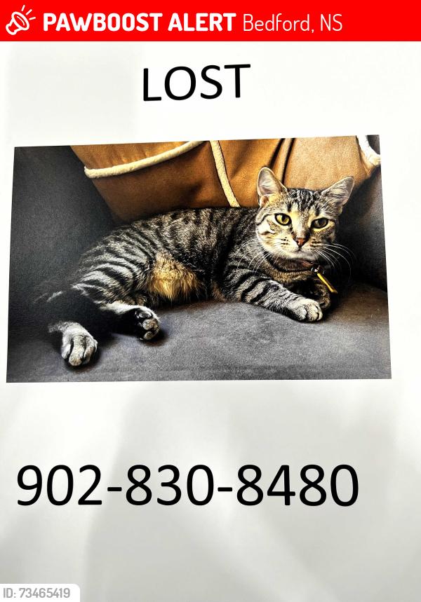 Lost Female Cat last seen Keys Court, Bedford, Nova Scotia, Bedford, NS 