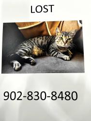 Lost Female Cat last seen Keys Court, Bedford, Nova Scotia, Bedford, NS 