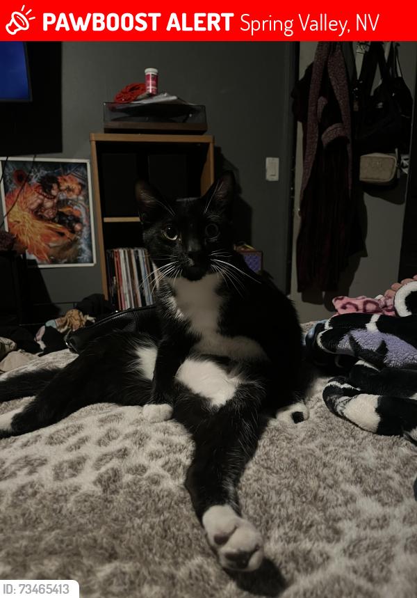 Lost Male Cat last seen E Trinidad Las Vegas NV 89103, Spring Valley, NV 89103