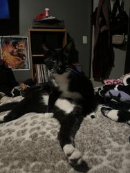 Lost Male Cat last seen E Trinidad Las Vegas NV 89103, Spring Valley, NV 89103
