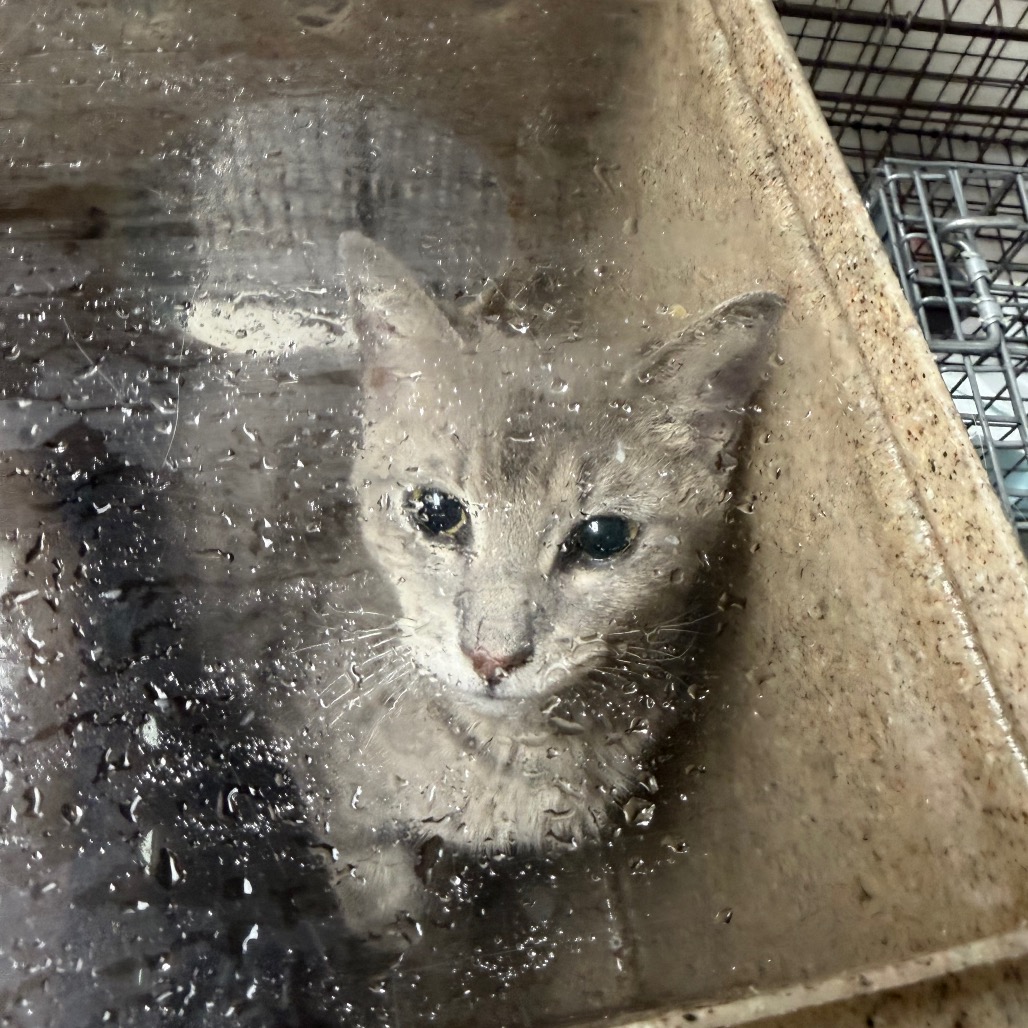 Shelter Stray Female Cat last seen , Animal Care & Control Team of Philly, 111 W Hunting Park Ave, Philadelphia, PA 19140, USA