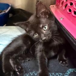 Shelter Stray Female Cat last seen , 5570 Sturmer Park Cir, Winston-Salem, NC 27105, USA