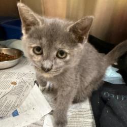 Shelter Stray Female Cat last seen , 5570 Sturmer Park Cir, Winston-Salem, NC 27105, USA