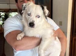 Found/Stray Male Dog last seen Near egret rd hmstd Florida, Homestead, FL 33035