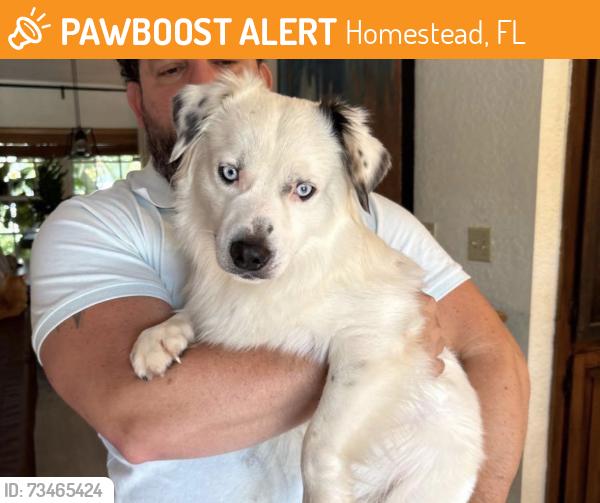 Found/Stray Male Dog last seen Near egret rd hmstd Florida, Homestead, FL 33035