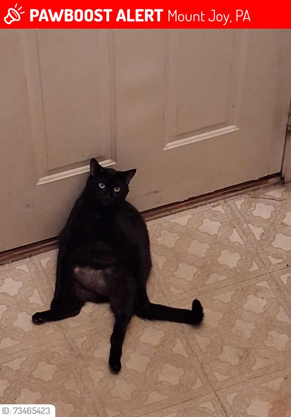 Lost Male Cat last seen Farndale rd mount joy, Mount Joy, PA 17552