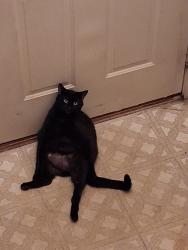 Lost Male Cat last seen Farndale rd mount joy, Mount Joy, PA 17552