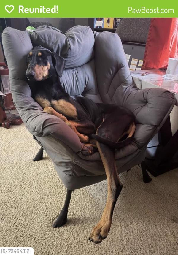 Reunited Female Dog last seen Near S CEDAR AVE, Yuma, AZ 85365