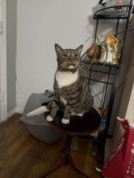 Lost Male Cat last seen Near south cook street, Liberty, NC 27298