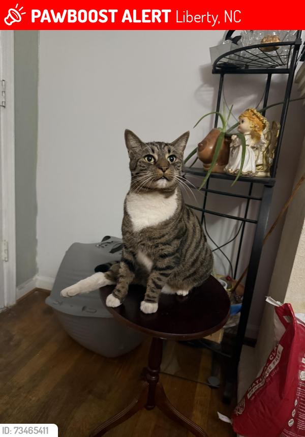 Lost Male Cat last seen Near south cook street, Liberty, NC 27298