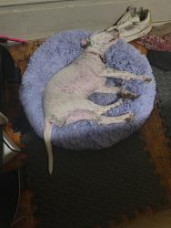 Lost Female Dog last seen S 3rd st and w oak st, Louisville, KY 40203