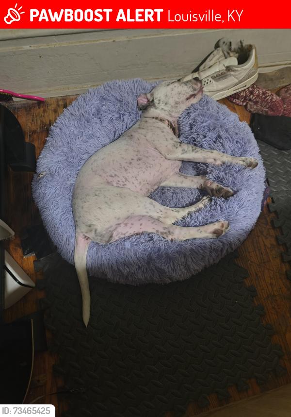 Lost Female Dog last seen S 3rd st and w oak st, Louisville, KY 40203