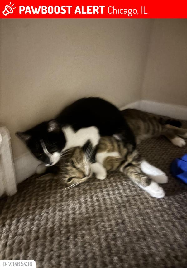 Lost Female Cat last seen Chicago il, Chicago, IL 60602