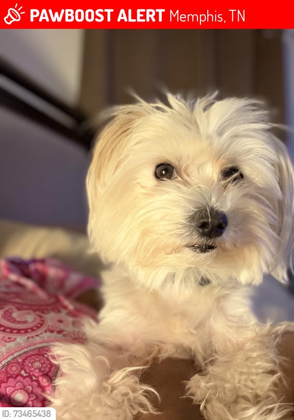 Lost Male Dog last seen Wales Avenue, Memphis, TN 38108