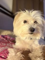 Lost Male Dog last seen Wales Avenue, Memphis, TN 38108