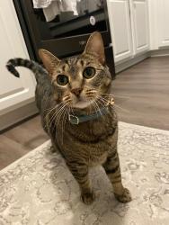 Reunited Female Cat last seen Corsica Ave, Bear, DE 19701