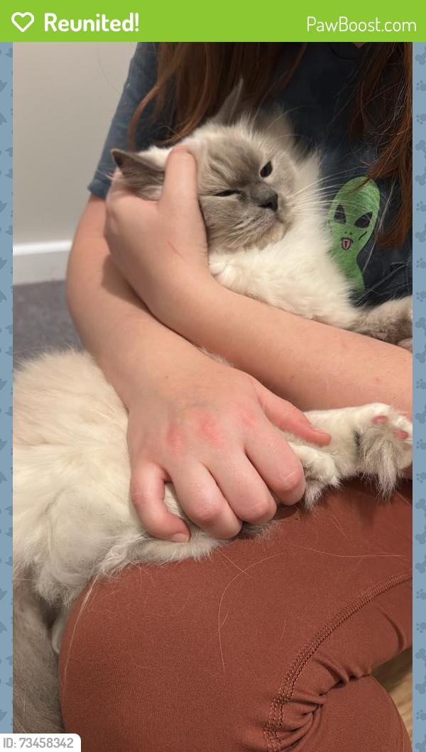 Reunited Female Cat last seen Kennet close. Nearby Clapham Junction station., Greater London, England SW11 2DG