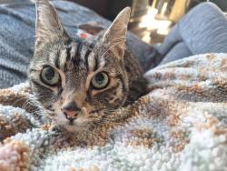 Reunited Male Cat last seen Lockwood, West Yorkshire, England HD4 5HQ
