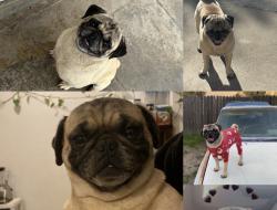 Lost Male Dog last seen Gilbert St, San Bernardino, CA 92404