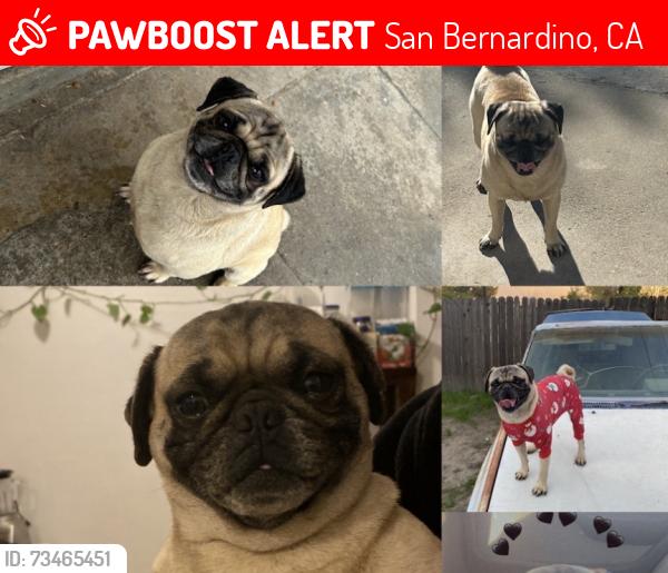 Lost Male Dog last seen Gilbert St, San Bernardino, CA 92404