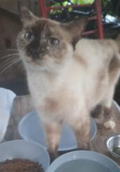 Found/Stray Unknown Cat last seen Brackley funeral home, Crestview, FL 32539