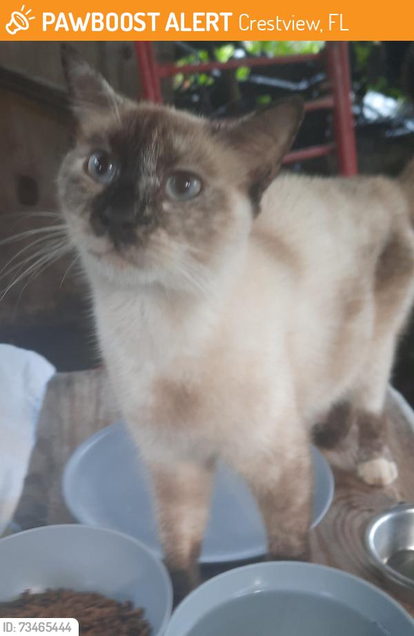 Found/Stray Unknown Cat last seen Brackley funeral home, Crestview, FL 32539