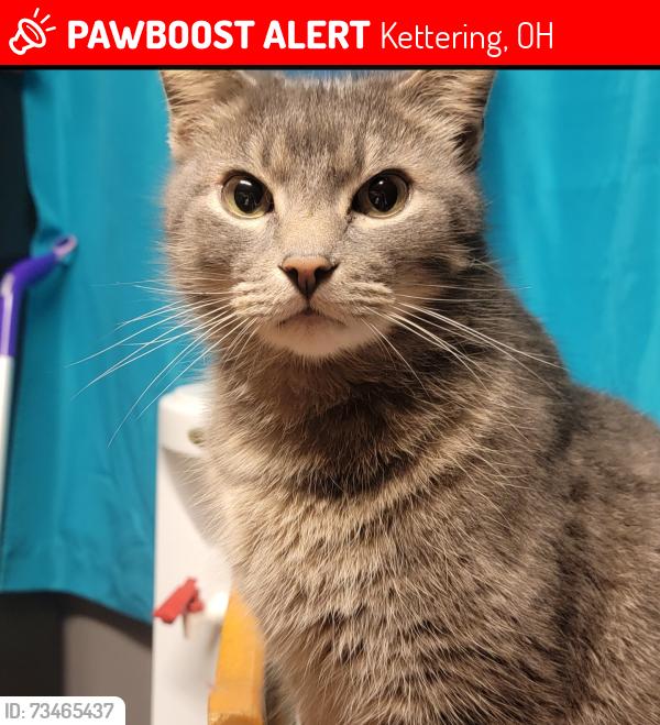 Lost Male Cat last seen Weiner rd. David rd., Kettering, OH 45429