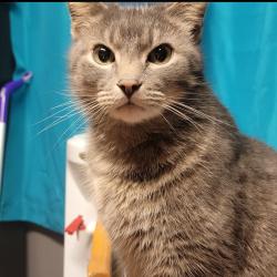 Lost Male Cat last seen Weiner rd. David rd., Kettering, OH 45429