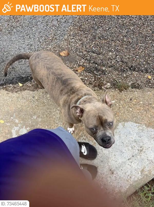 Found/Stray Male Dog last seen Near melanie ln, Keene, TX 76059