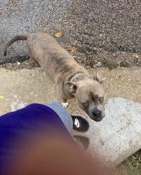 Found/Stray Male Dog last seen Near melanie ln, Keene, TX 76059