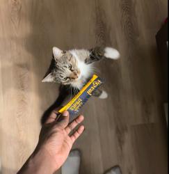 Lost Male Cat last seen Haight rd, Fitchburg, WI 53711