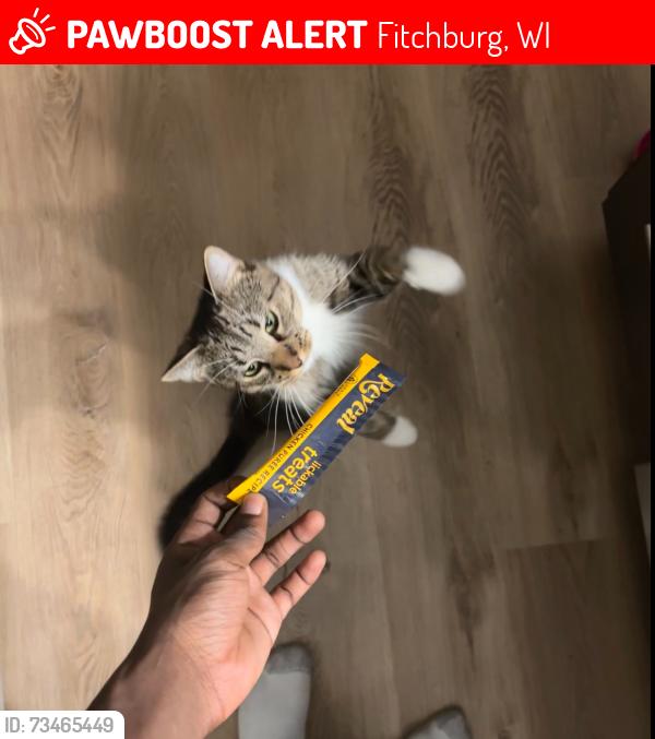 Lost Male Cat last seen Haight rd, Fitchburg, WI 53711
