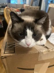 Reunited Female Cat last seen Near lockland ave, Winston-Salem, NC 27103