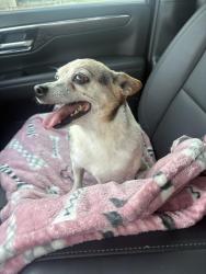 Reunited Male Dog last seen Meander & miller ct, Hood County, TX 76049