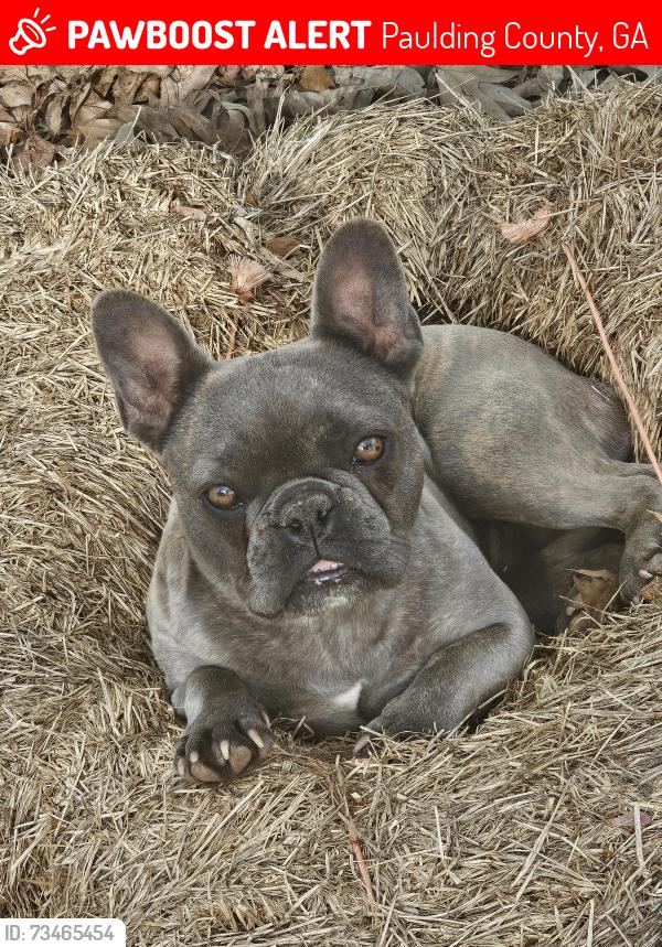 Lost Female Dog last seen McClung Road and Sinyard Circle, Paulding County, GA 30141