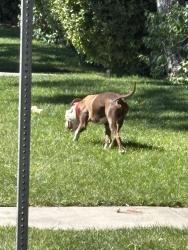Found/Stray Male Dog last seen Tijeras and 9th, Albuquerque, NM 87102