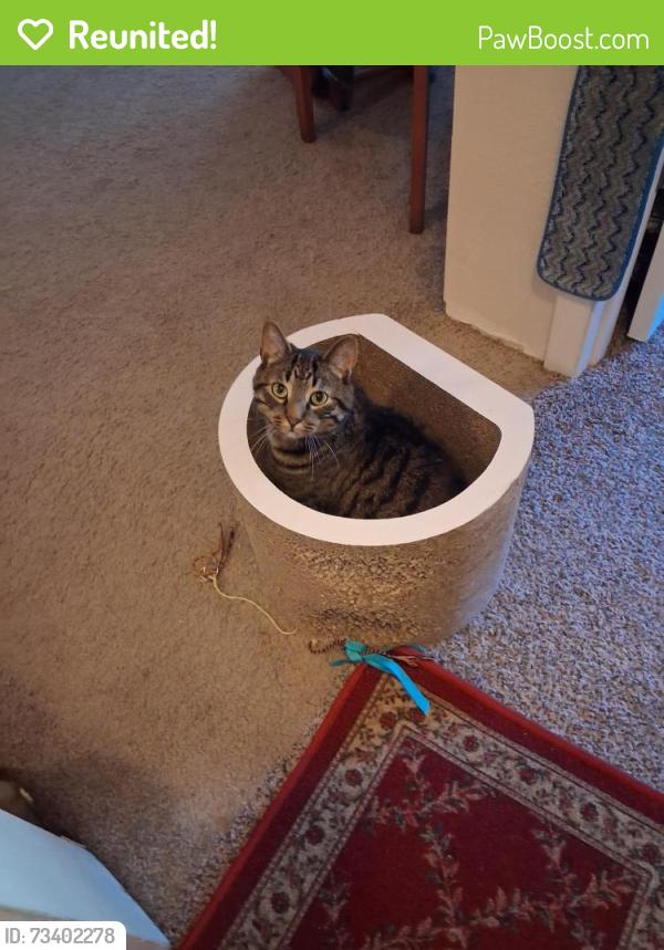 Reunited Male Cat last seen Weiland St & Summit St., Appleton, WI 54914