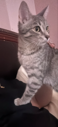 Lost Female Cat last seen Emmaus ave Zion, Zion, IL 60099