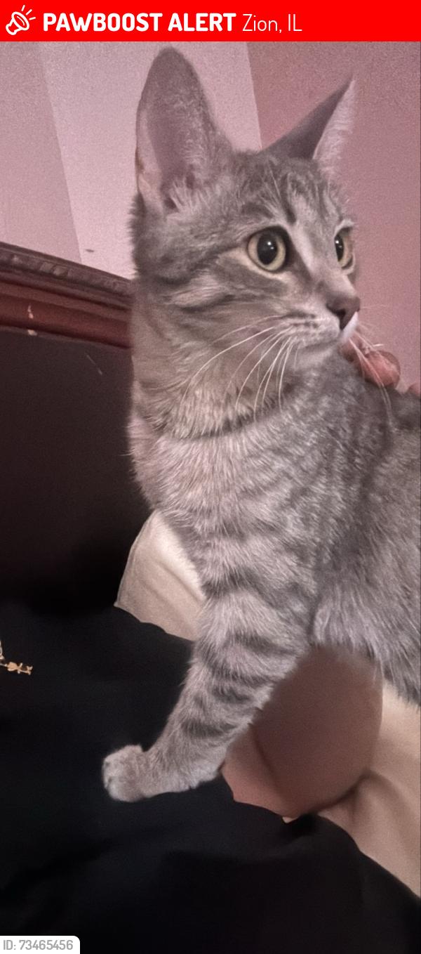 Lost Female Cat last seen Emmaus ave Zion, Zion, IL 60099