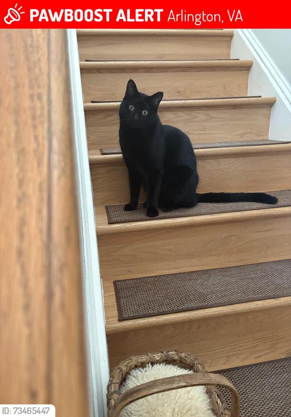 Lost Male Cat last seen 35th St. N Randolph St (north of 35th) in N Arlington, Arlington, VA 22207