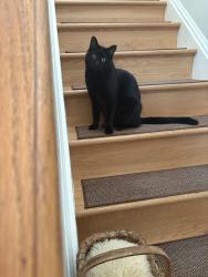 Lost Male Cat last seen 35th St. N Randolph St (north of 35th) in N Arlington, Arlington, VA 22207