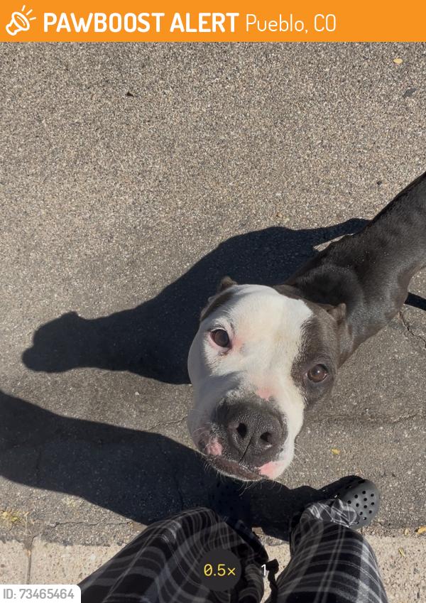 Found/Stray Male Dog last seen Gaylord & prairie, Pueblo, CO 81003