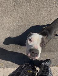 Found/Stray Male Dog last seen Gaylord & prairie, Pueblo, CO 81003